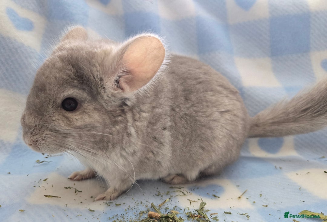Chinchilla rodents for sale: Young adult and baby chinchillas RPA/RPAC - Image 8