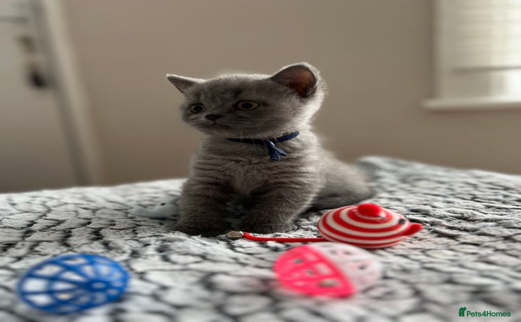 British Shorthair cats - Advert 14