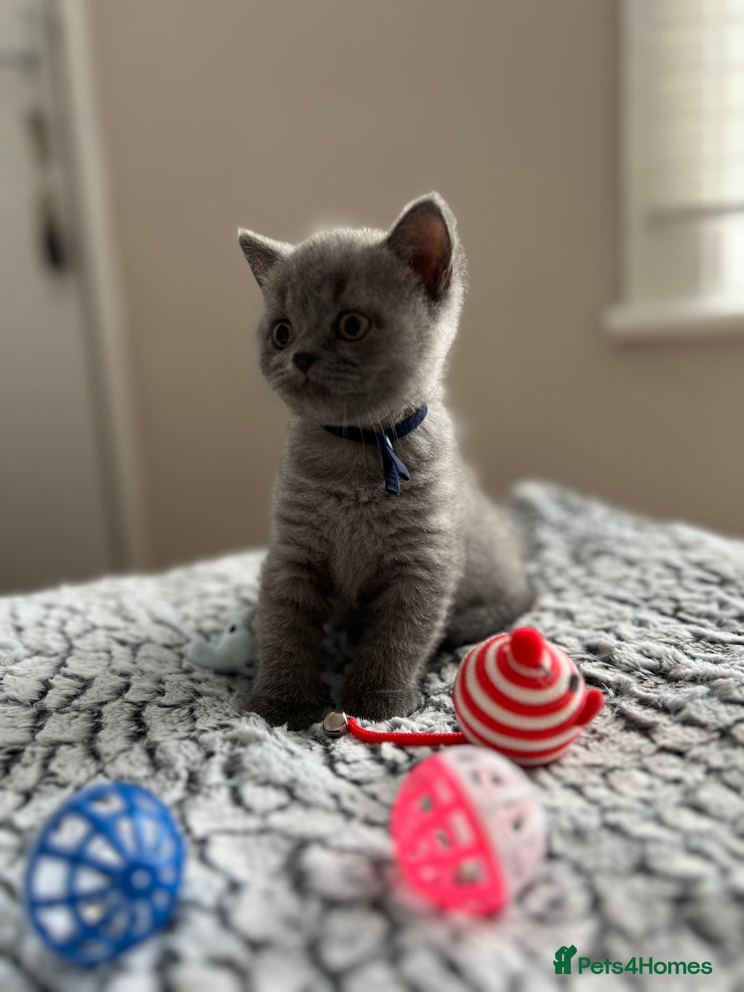 British Shorthair cats for sale: Beautiful British Shorthair Kittens - Image 1