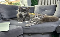 Maine Coon cats for sale: Maine Coon kitten  - Image 9