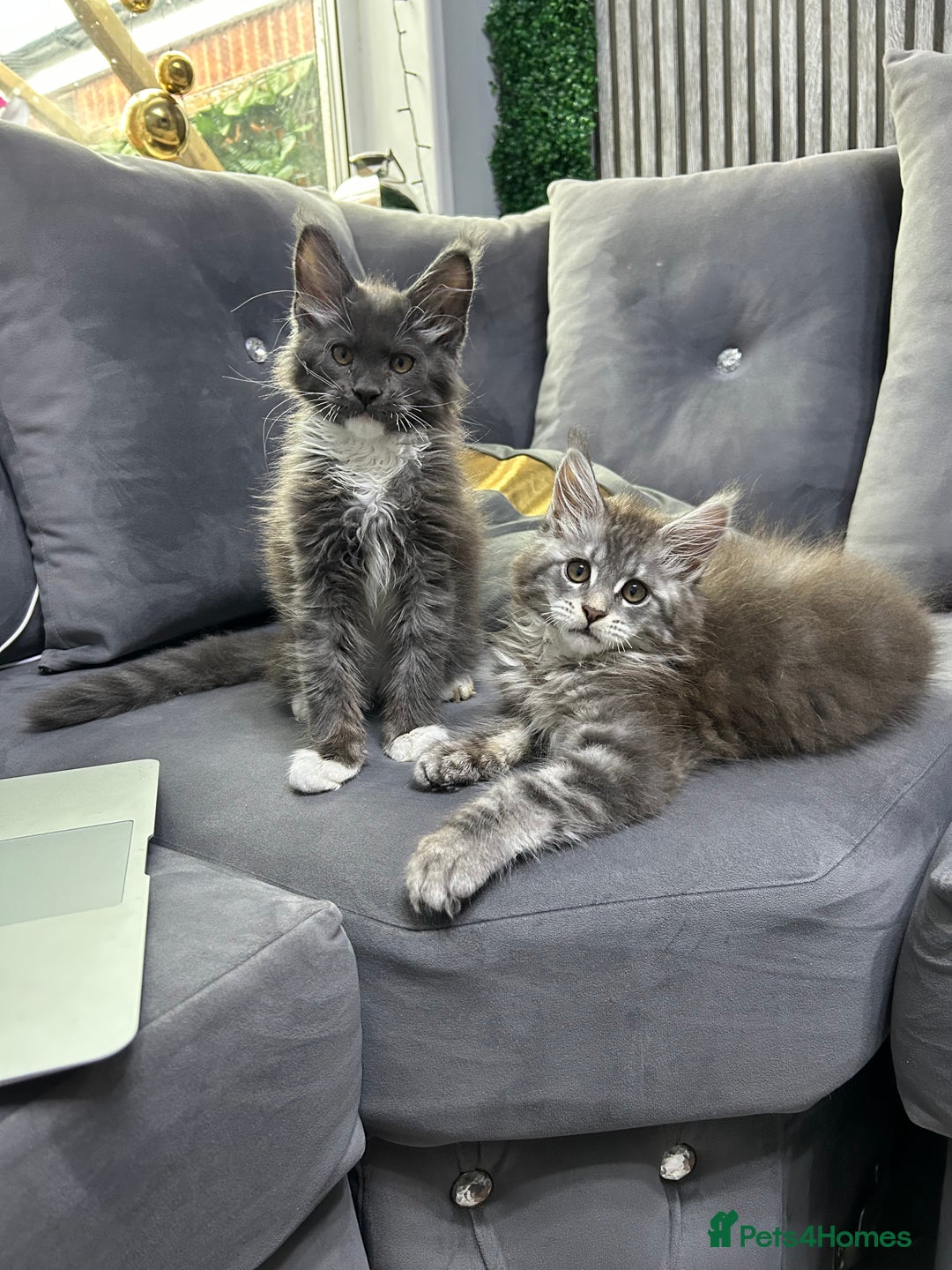 Maine Coon cats for sale: Maine Coon kitten  - Image 9