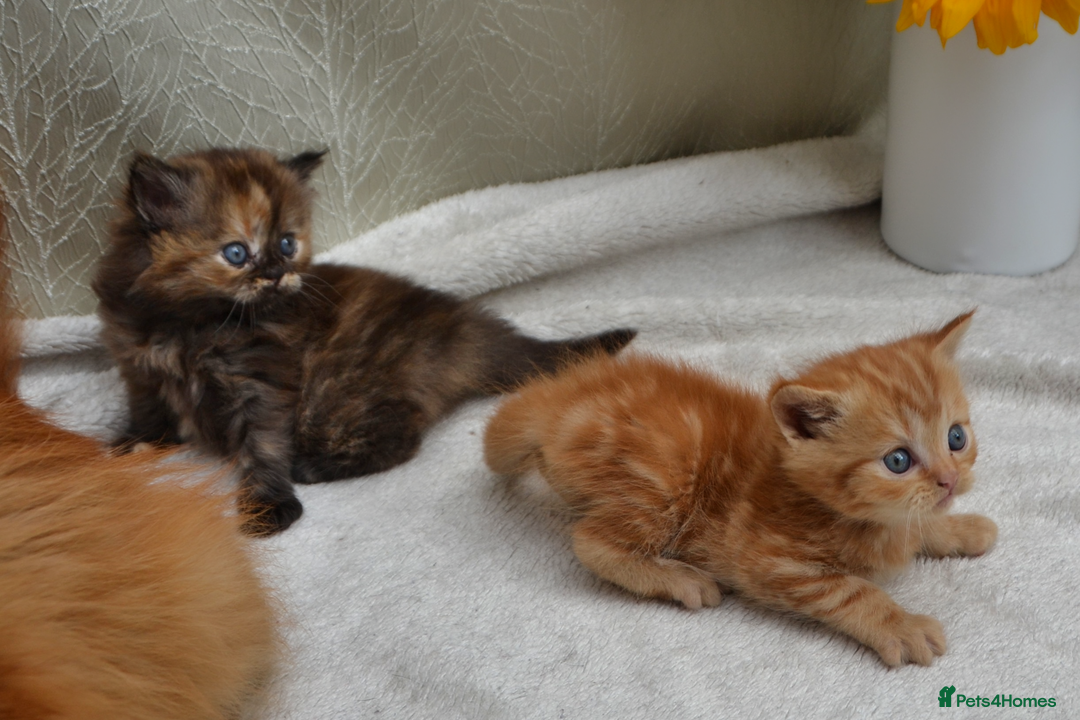 Exotic cats for sale: Stunning Persian Kittens!! - Image 16