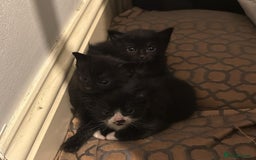 Mixed Breed cats for sale: 4 Kittens for sale  - Image 1