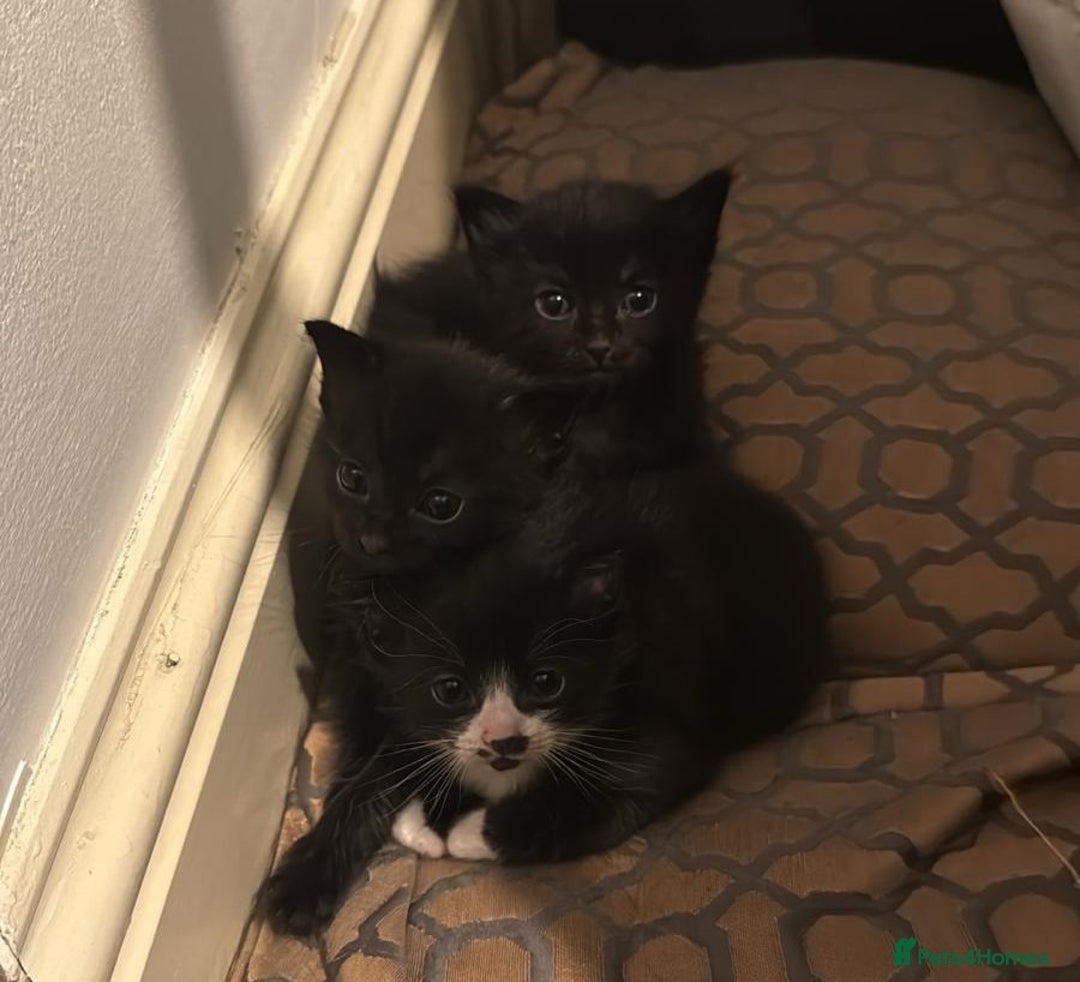 Mixed Breed cats for sale: 4 Kittens for sale  - Image 1