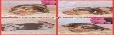 Chocolate dapple female (red collar)