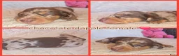 Miniature Dachshund dogs for sale: KC mini dachshund pups  - Advert 8