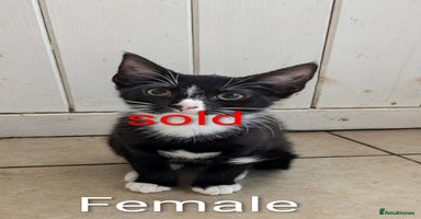 Mixed Breed cats - Advert 9