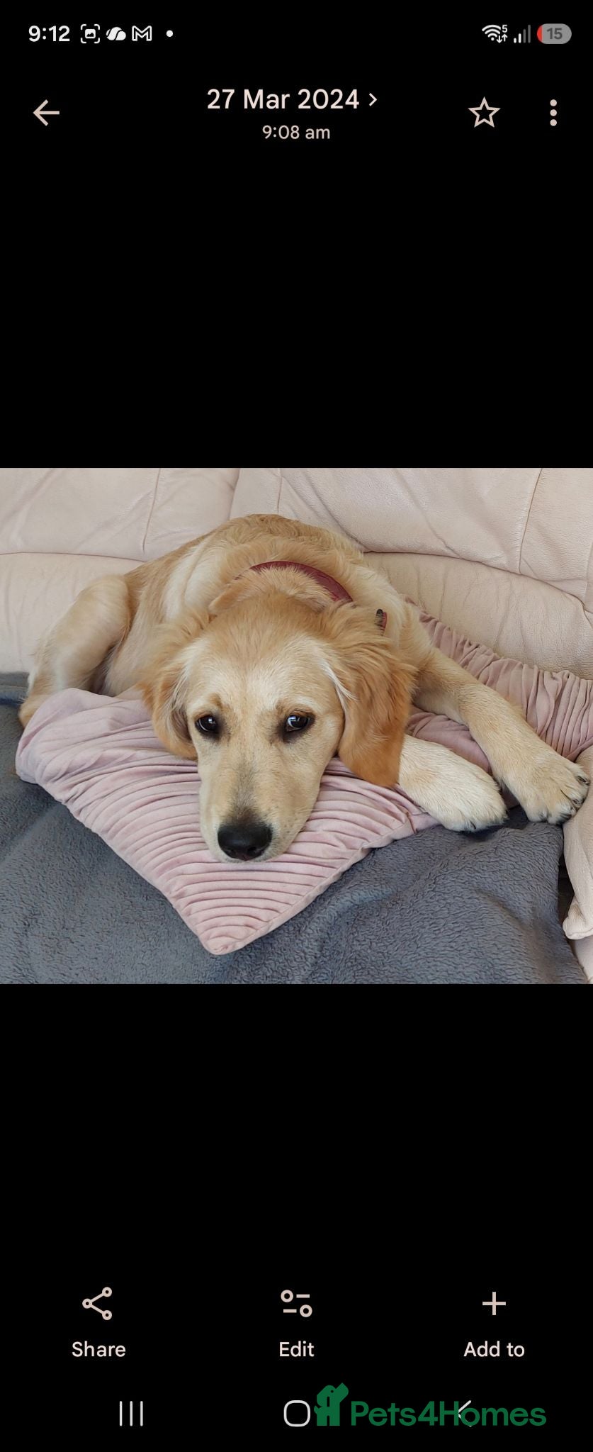 Mini Goldendoodle dogs F1B red mini goldendoodle puppies - Advert 2