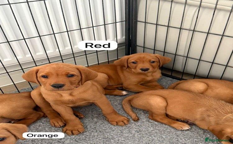 Labrador Retriever dogs for sale - Advert 1