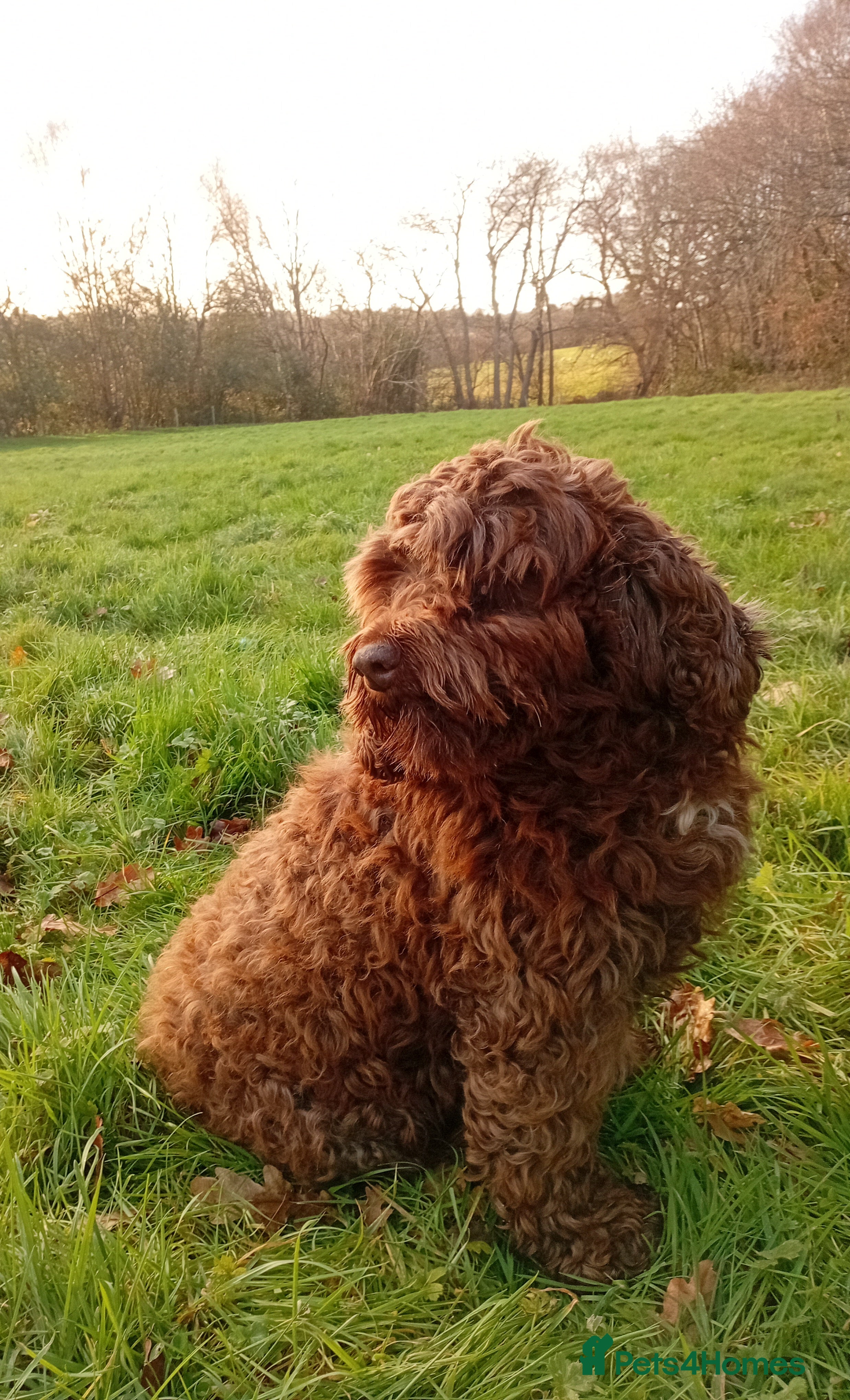 Sproodle dogs Sproodle for stud - Advert 1