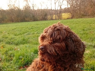 Sproodle dogs Sproodle for stud - Advert 1