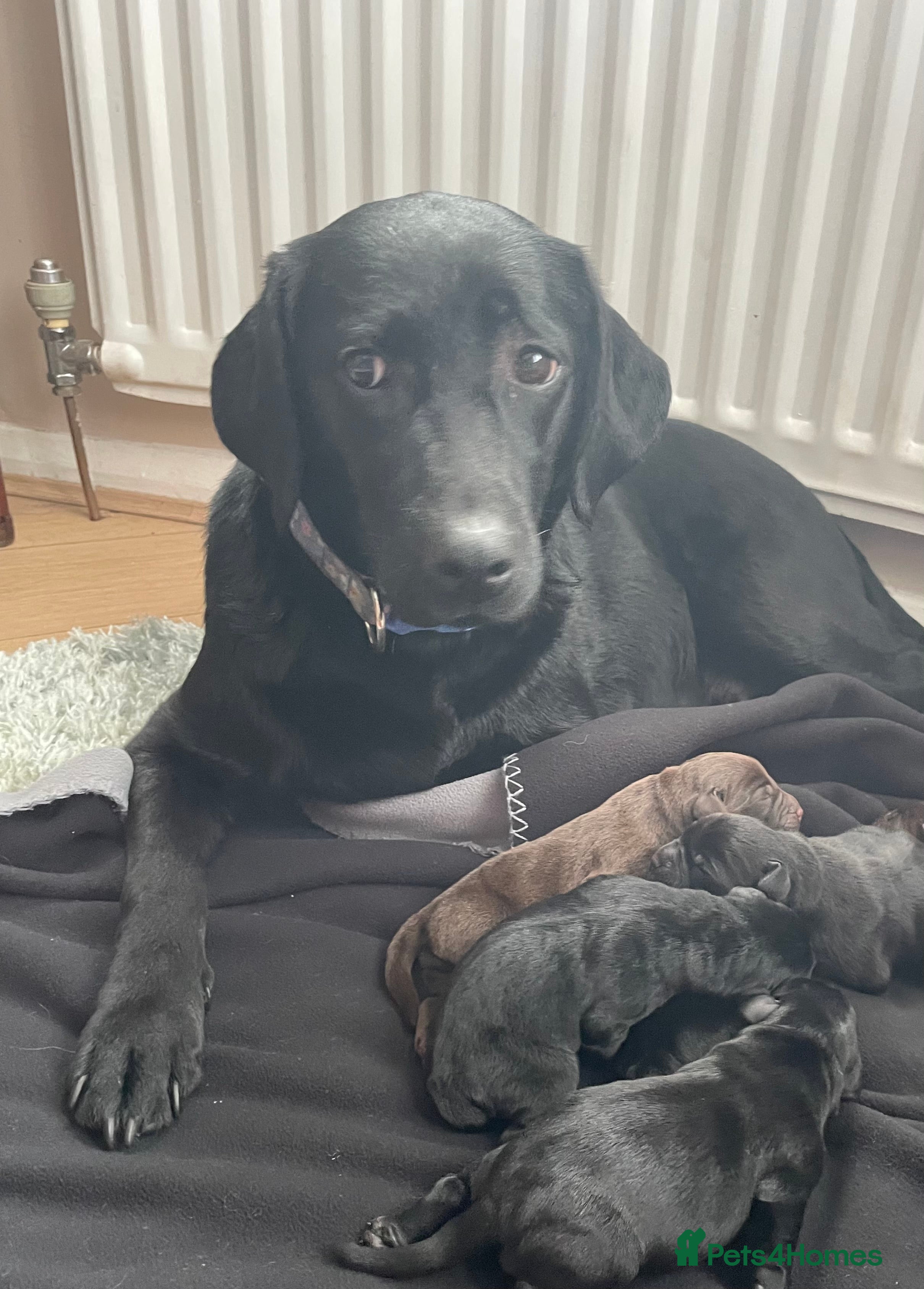 Labrador Retriever dogs 5 Adorable chunky puppies 🐶  - Advert 1