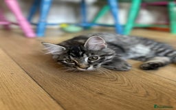 Ragcoon cats for sale: Polydactyl Ragcoons!  in Shepton Mallet - Image 16