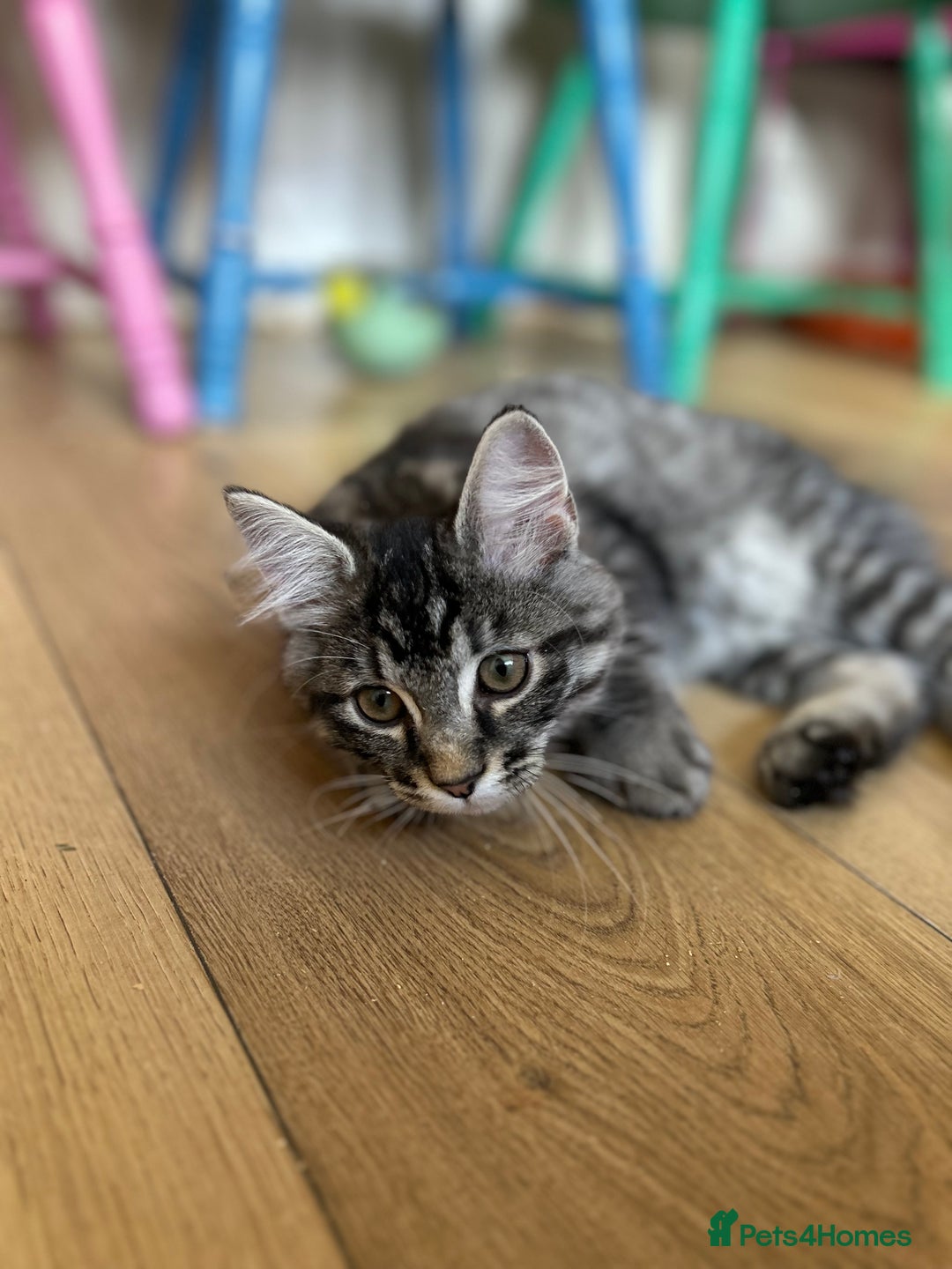 Ragcoon cats for sale: Polydactyl Ragcoons!  in Shepton Mallet - Image 16