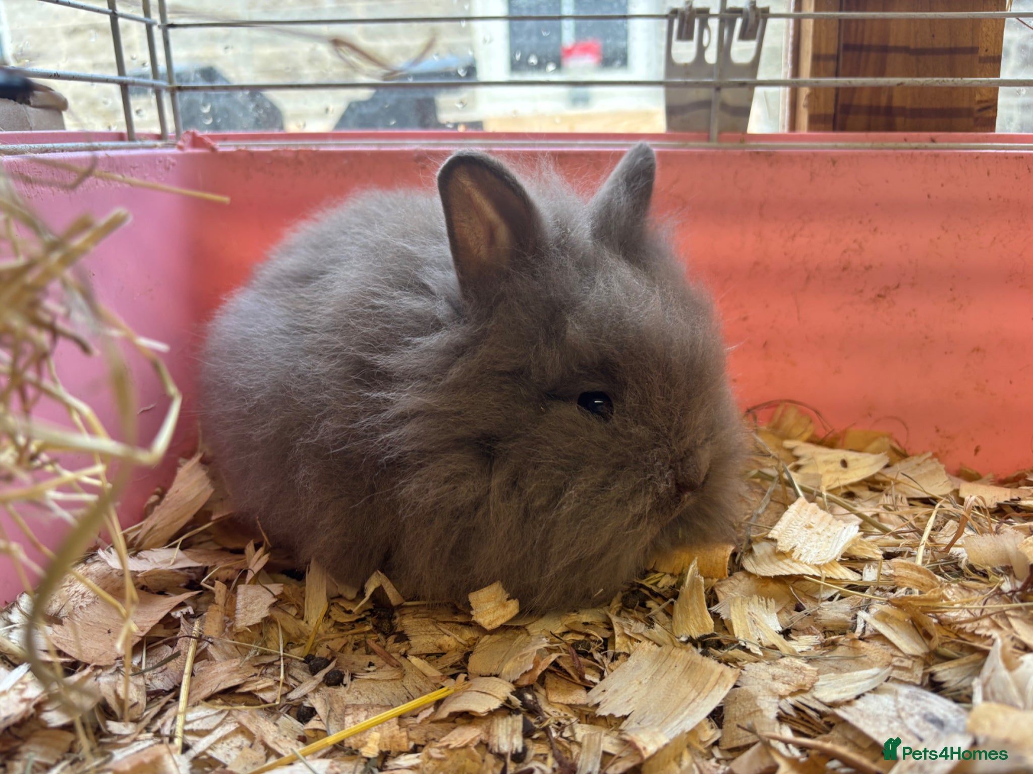 Mixed Breed rabbits Ready 8weeks old x3female Double Maned Lionhead - Advert 5