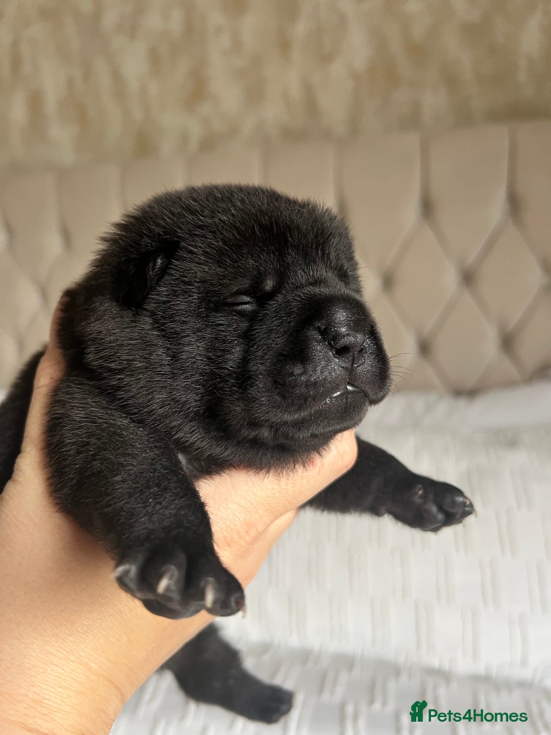 Mixed Breed dogs for sale: ChowPei Pups  - Advert 24
