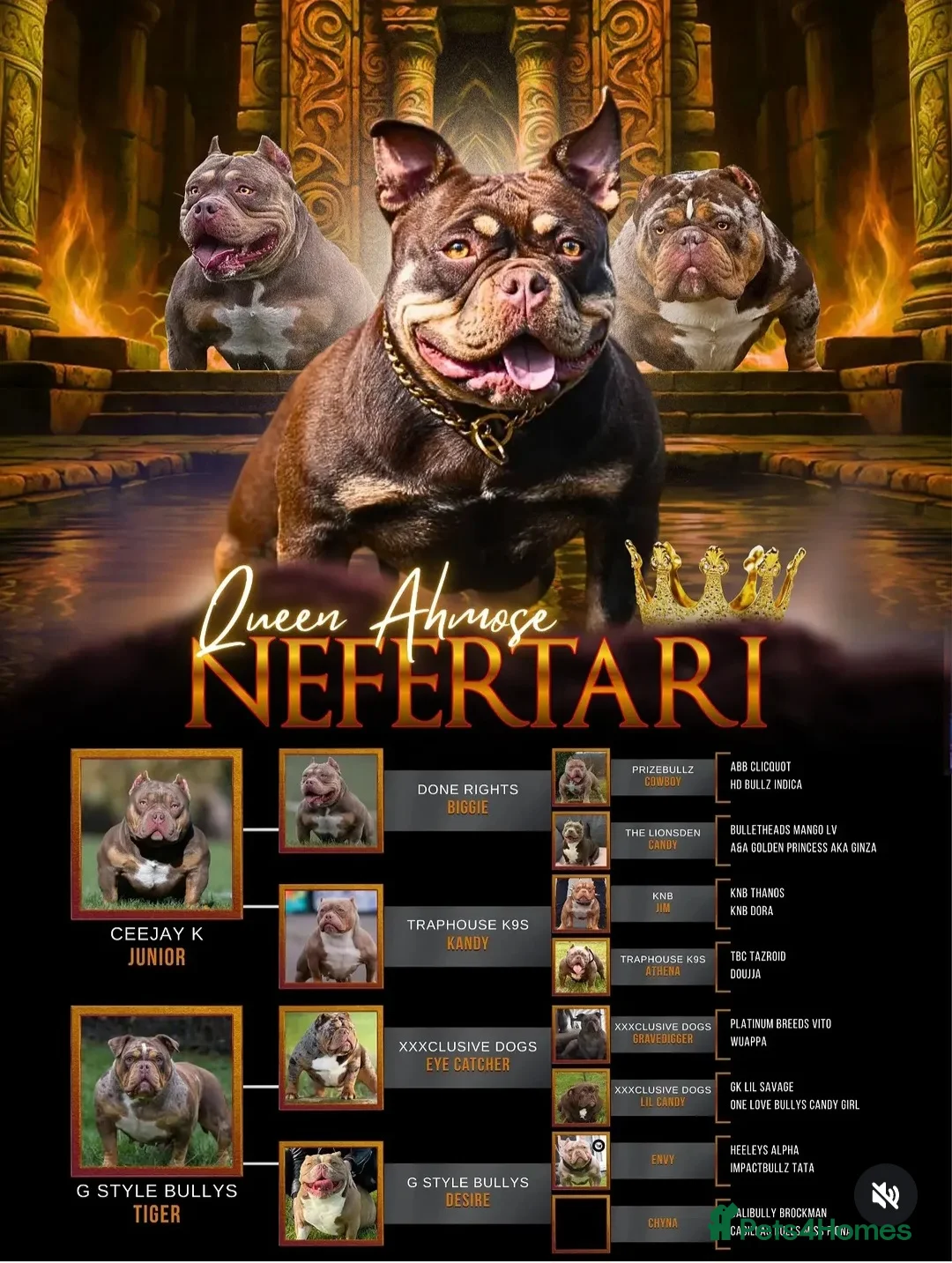 American Bully dogs for sale: American micro bully chocolate tric  - Advert 2