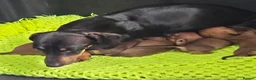 Dachshund dogs for sale: Dachshund  - Advert 2