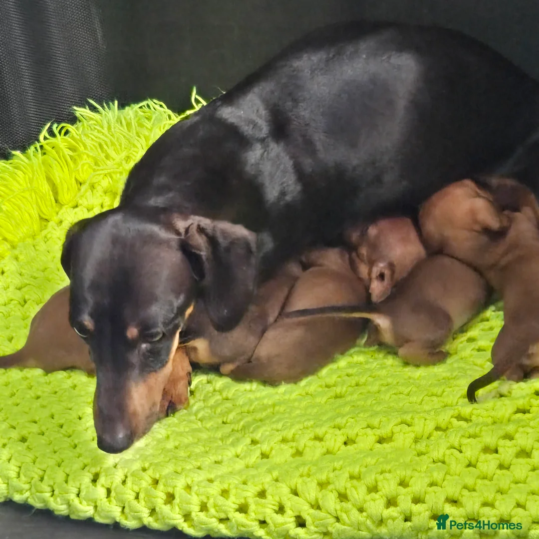 Dachshund dogs for sale: Dachshund  - Advert 2