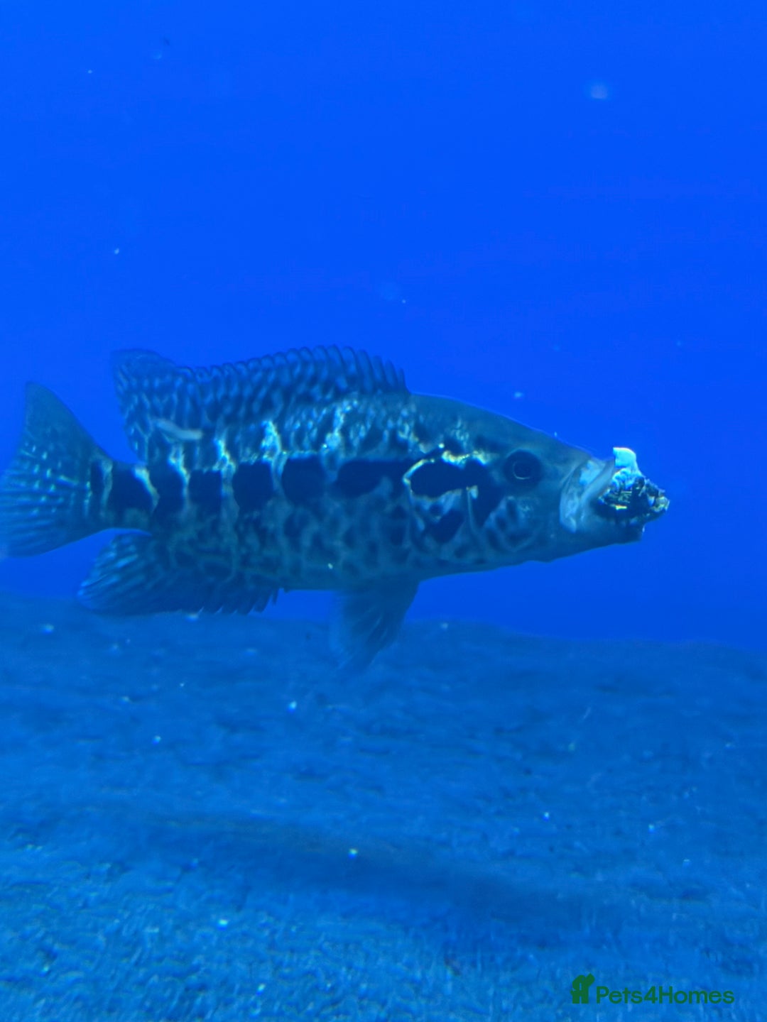 Other/Mixed Breed fish for sale: Stingray/ Turtles/ Fish - Advert 5