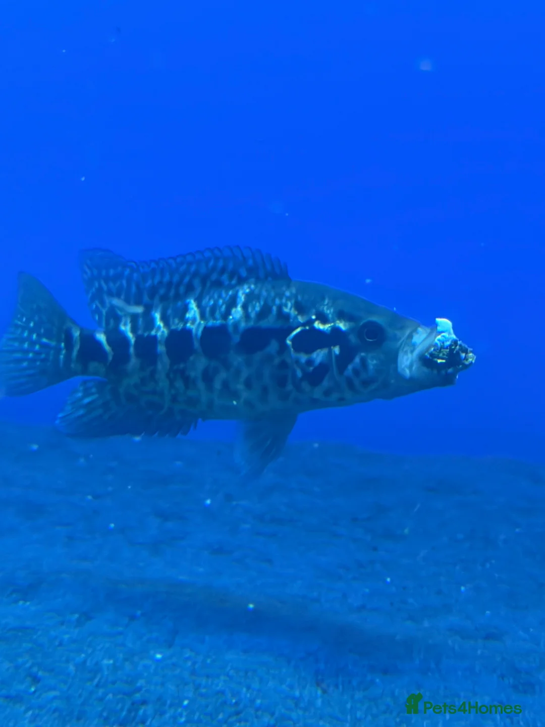 Other/Mixed Breed fish for sale: Stingray/ Turtles/ Fish - Advert 5