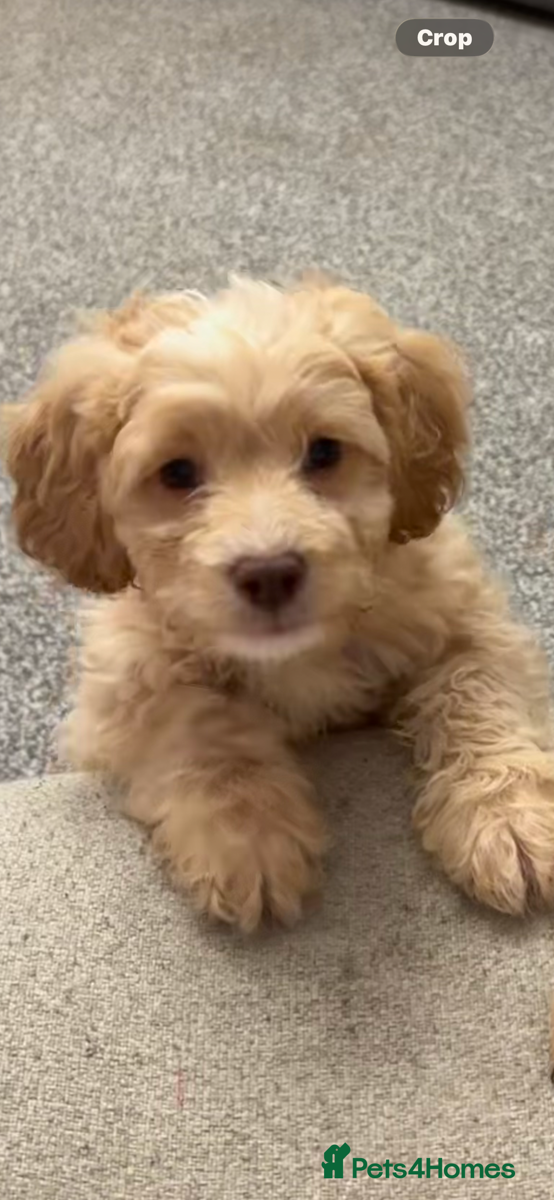 Cavapoo dogs Last little boy due to time wasters  - Advert 10