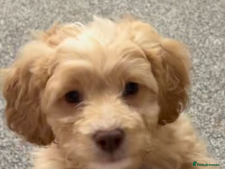 Cavapoo dogs Last little boy due to time wasters - Advert 4