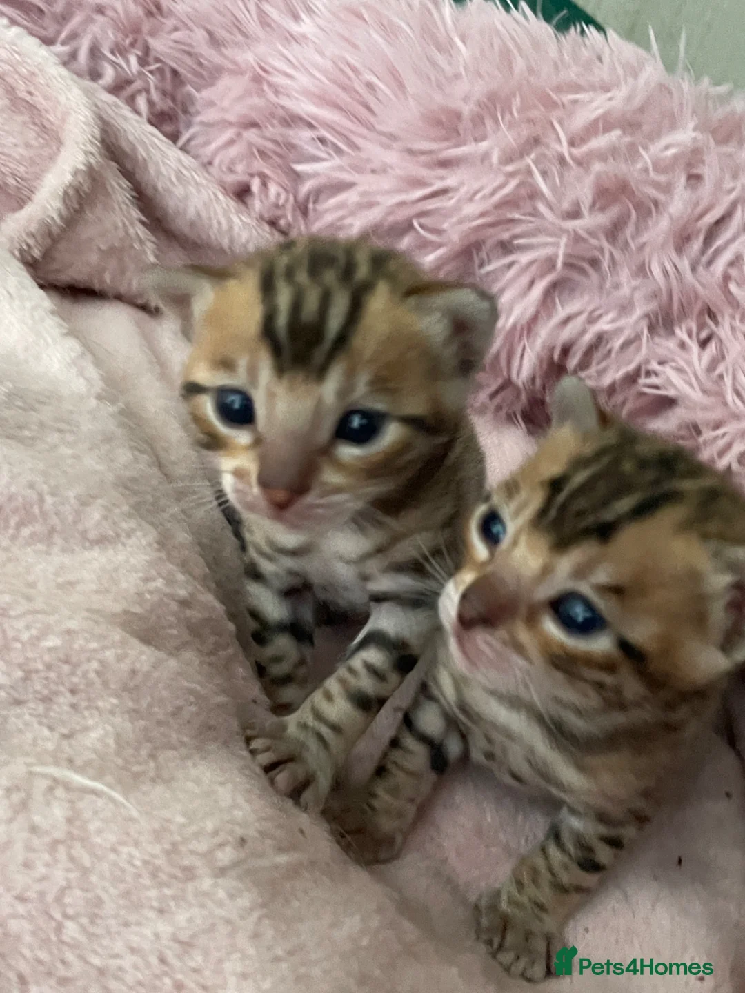 Bengal cats for sale: 1 Male bengal kitten - Advert 2