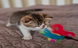 Scottish Fold cats for sale: TICA registered Scottish Fold ready to collect  - Image 8