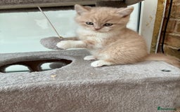 British Shorthair cats for sale: 3 LEFT - TICA BRITISH SHORTHAIRED KITTENS - Image 5