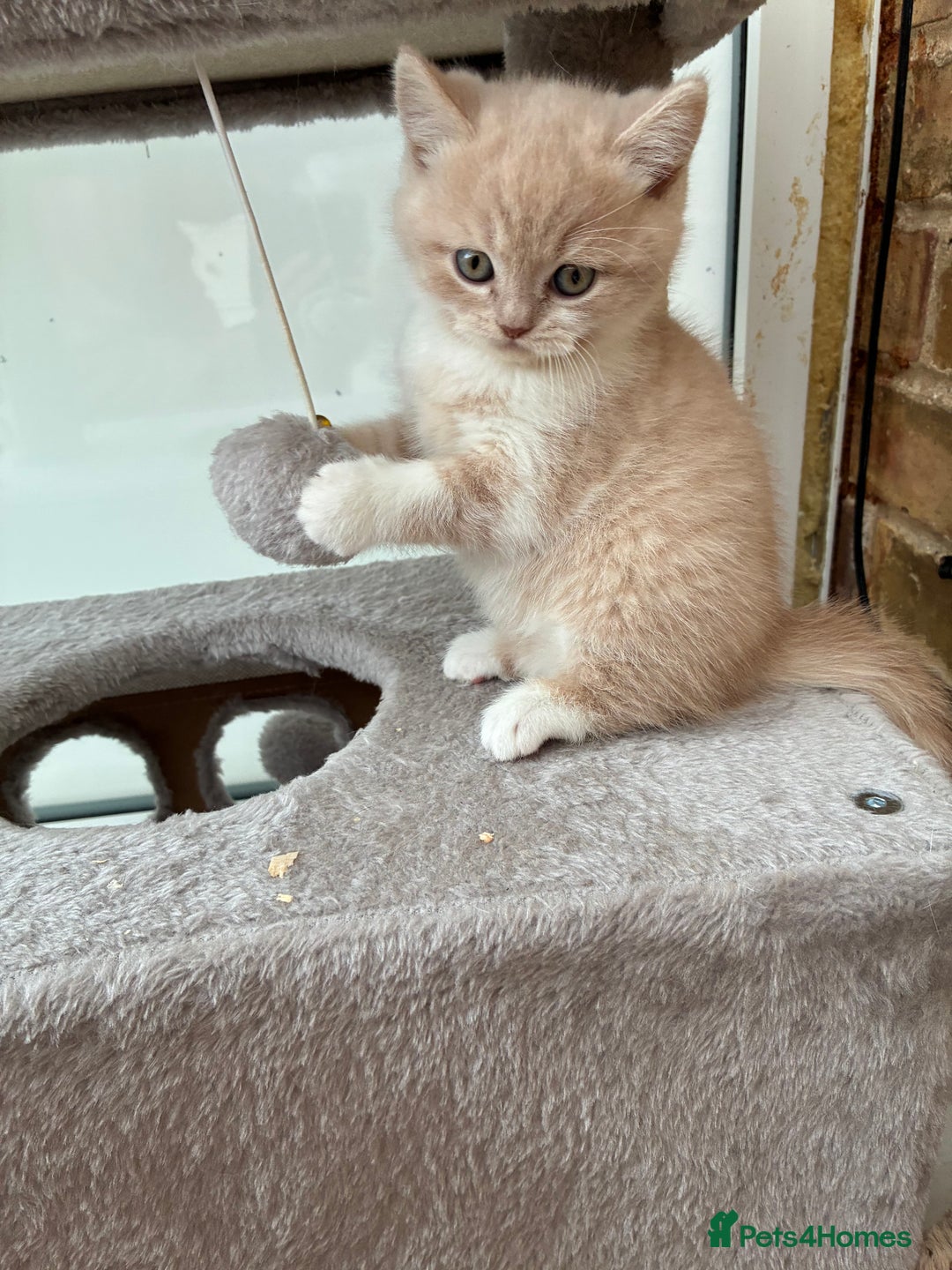 British Shorthair cats for sale: 3 LEFT - TICA BRITISH SHORTHAIRED KITTENS - Image 5