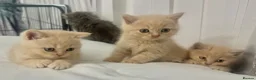 British Shorthair cats for sale: ⭐️ 6 BRITISH CREAM SHORTHAIR ⭐️ - Advert 9