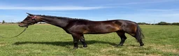Riding pony horses for sale: Coco  - Advert 3