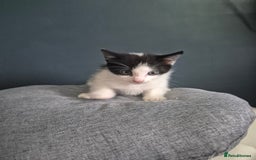 Mixed Breed cats for sale: Kittens needing their forever home - Image 2