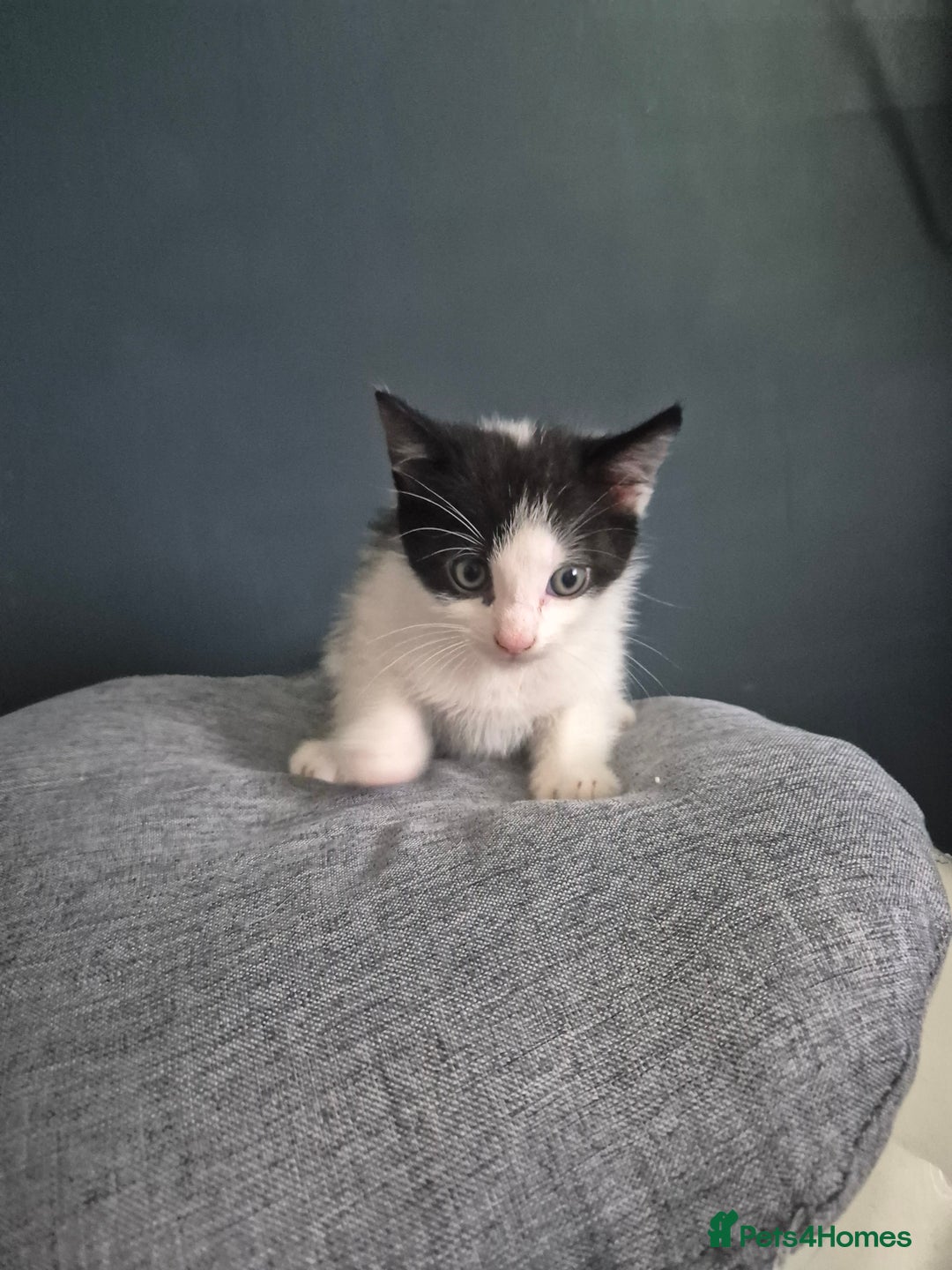 Mixed Breed cats for sale: Kittens needing their forever home - Image 2