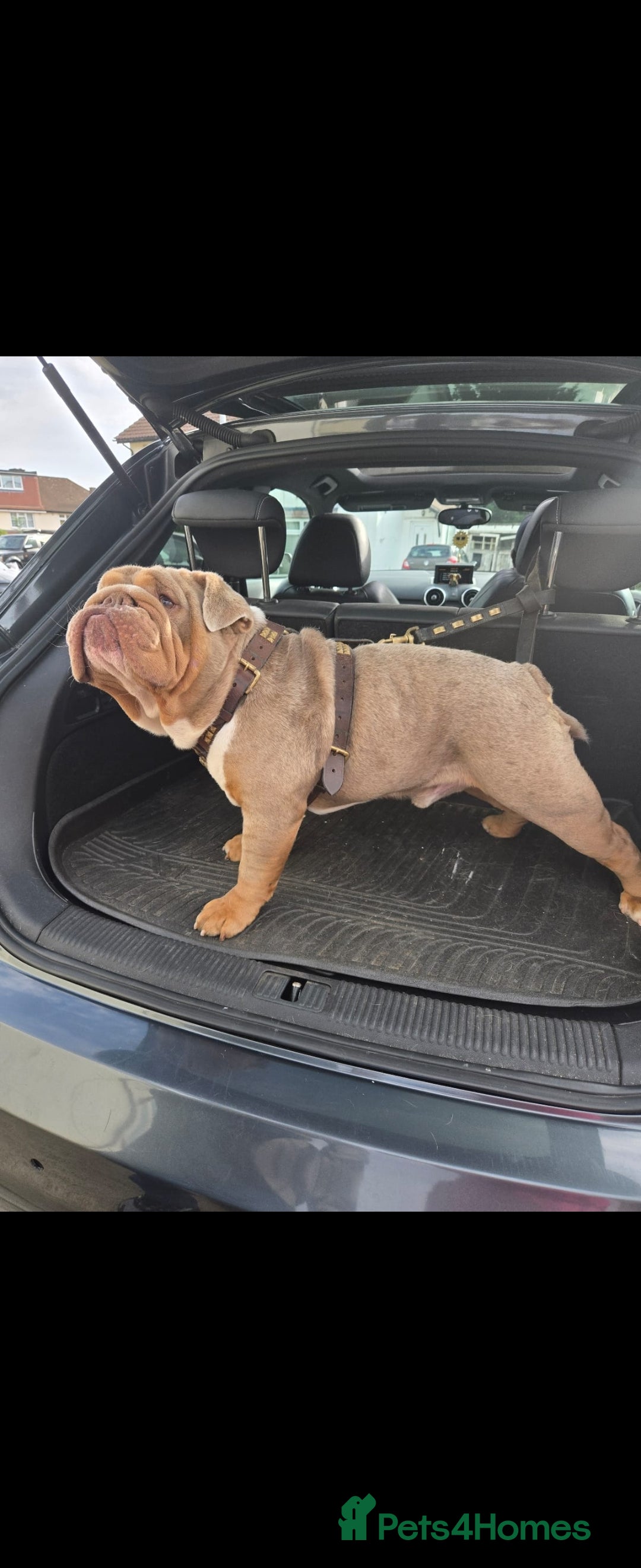 Mixed Breed dogs for sale: Mini bully's  - Image 4
