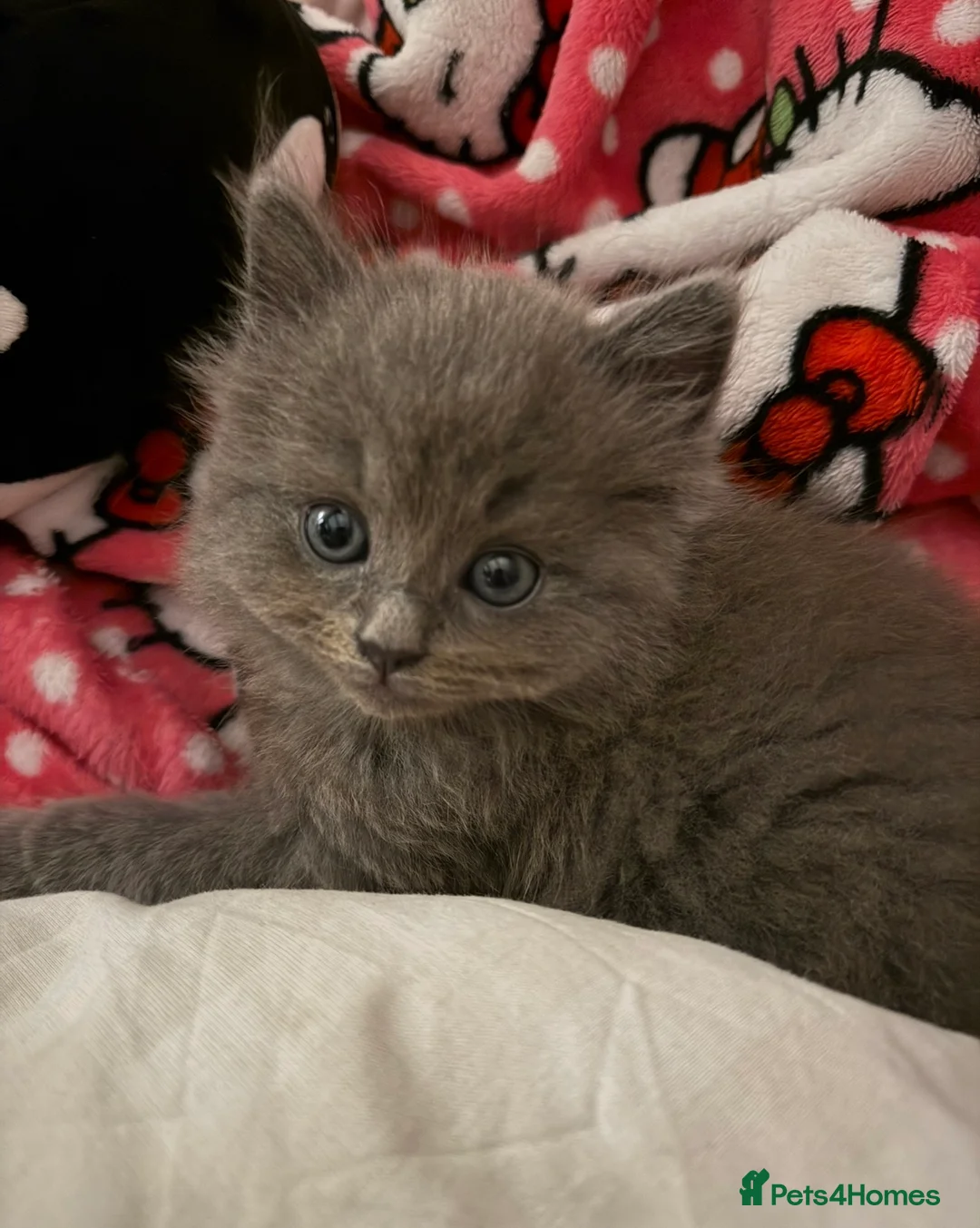 Mixed Breed cats for sale: 1 year old ragdoll/British-shorthair male Cat - Advert 5