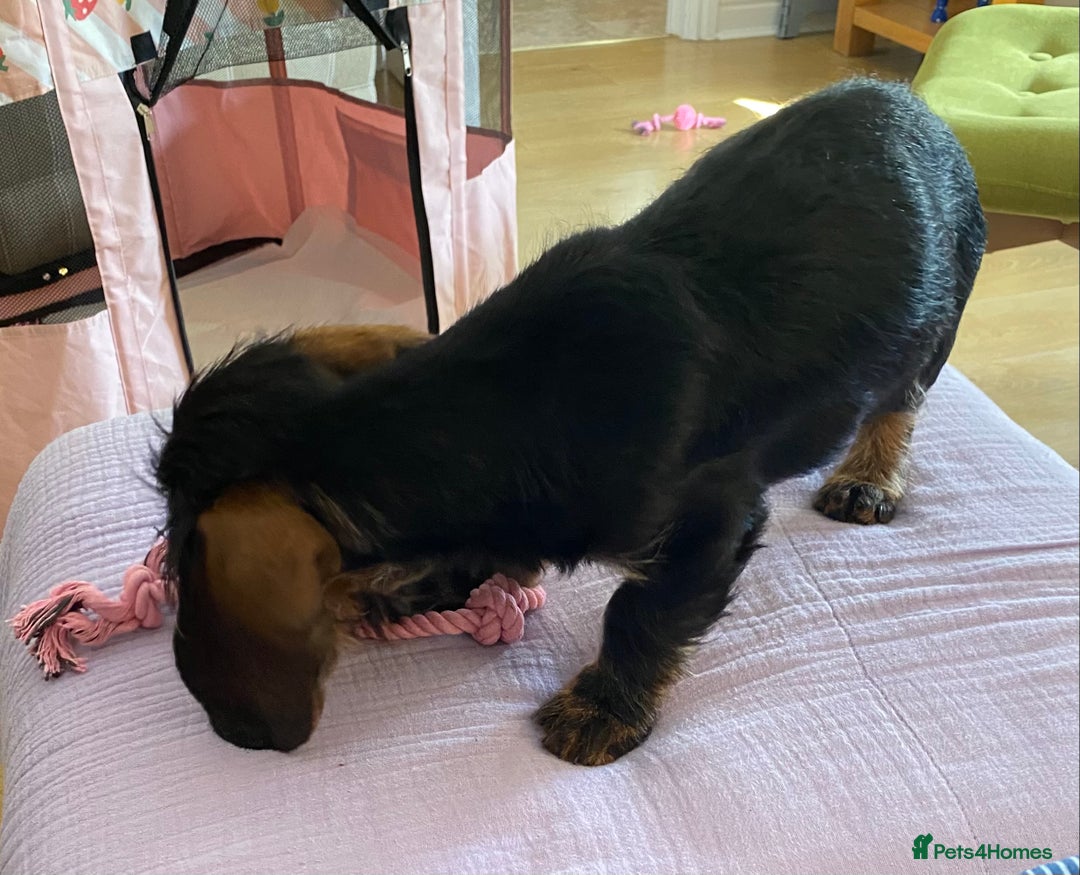 Dachshund dogs for sale: Standard Wire haired Dashshund - Advert 2
