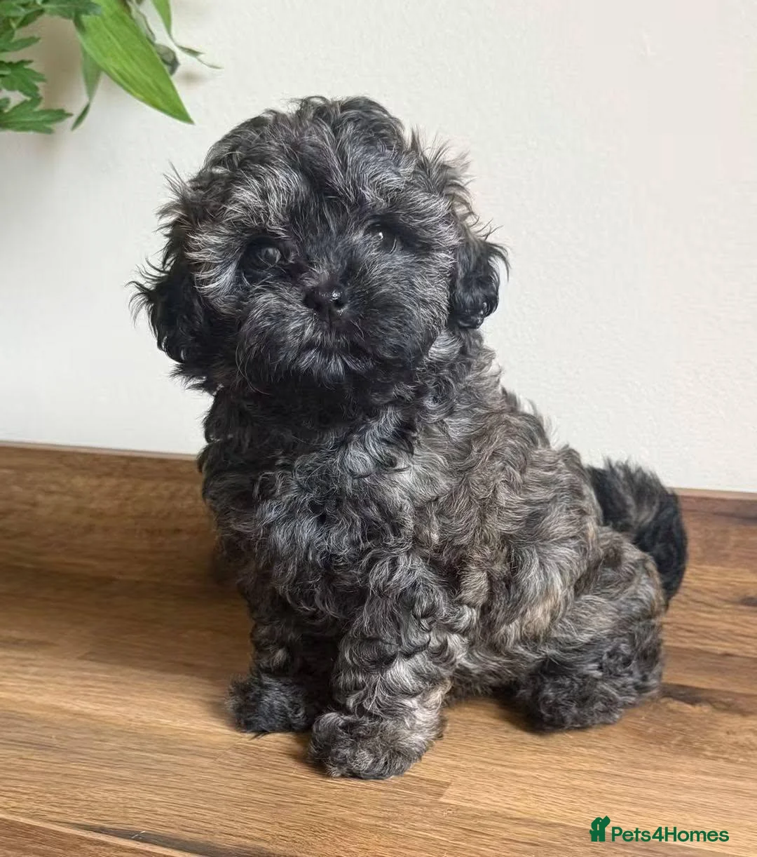 Shihpoo dogs for sale: Stunning Cream Brindle Shihpoo Girl - Advert 1