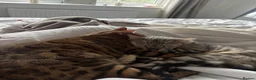 Bengal cats for sale: Bengal cats for sale  - Advert 14