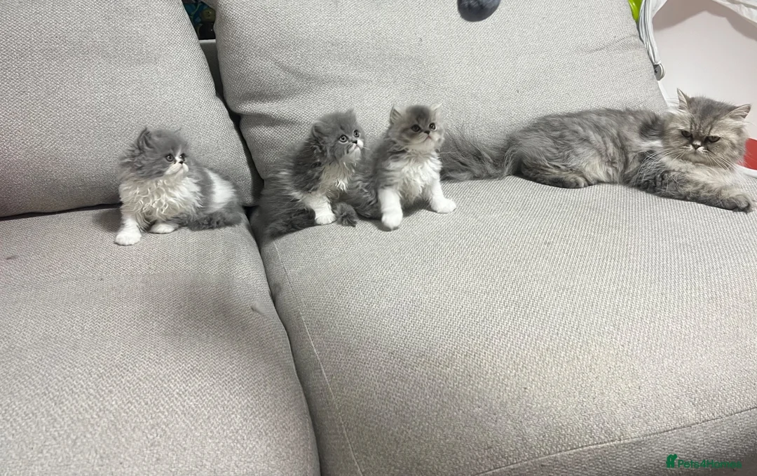 Persian cats for sale: Cats  - Advert 2