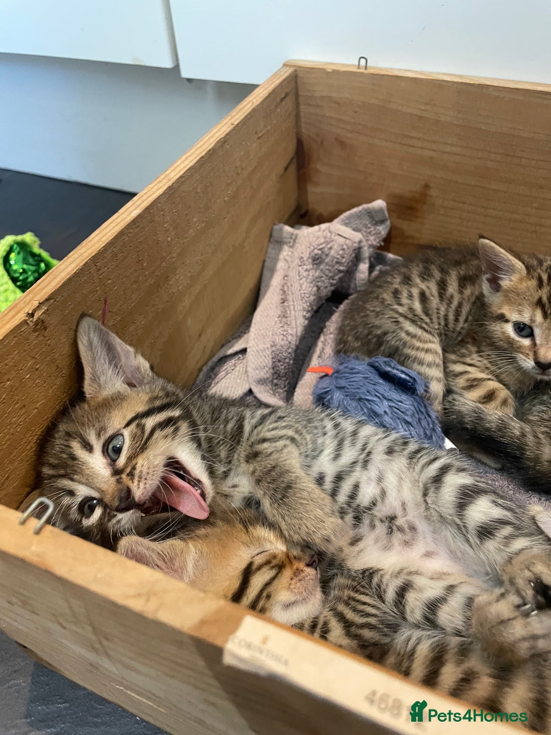 Mixed Breed cats for sale: 7 Half Snow Bengal kittens - Image 32