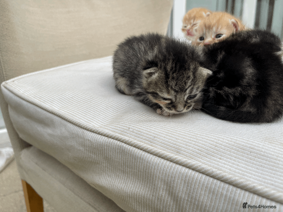 Mixed Breed cats for sale: 4Adorable Domestic Longhair Kittens-ready late Sep - Image 4