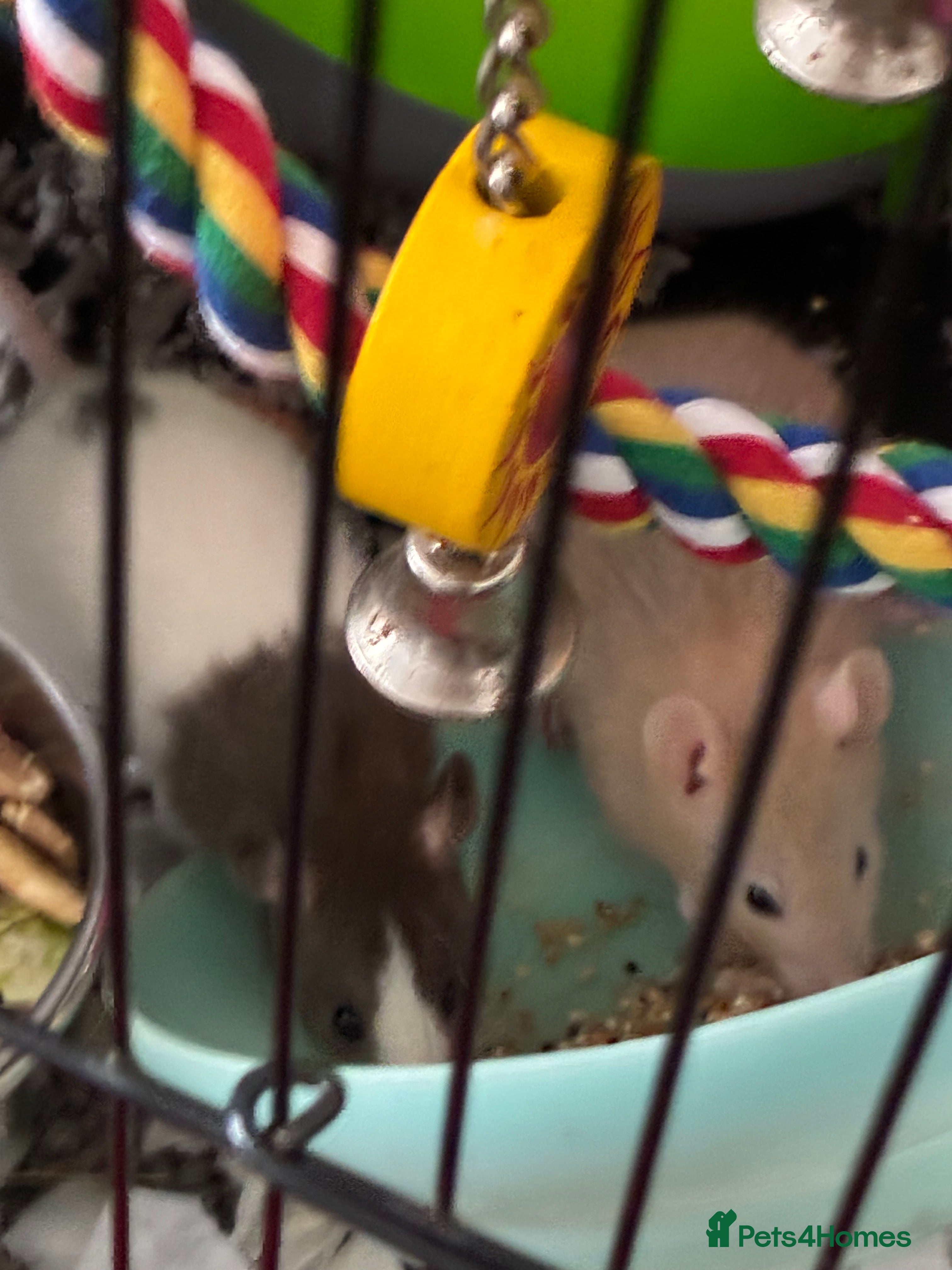 Rat rodents Boy pet rats  - Advert 8