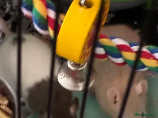 Rat rodents Boy pet rats - Advert 6