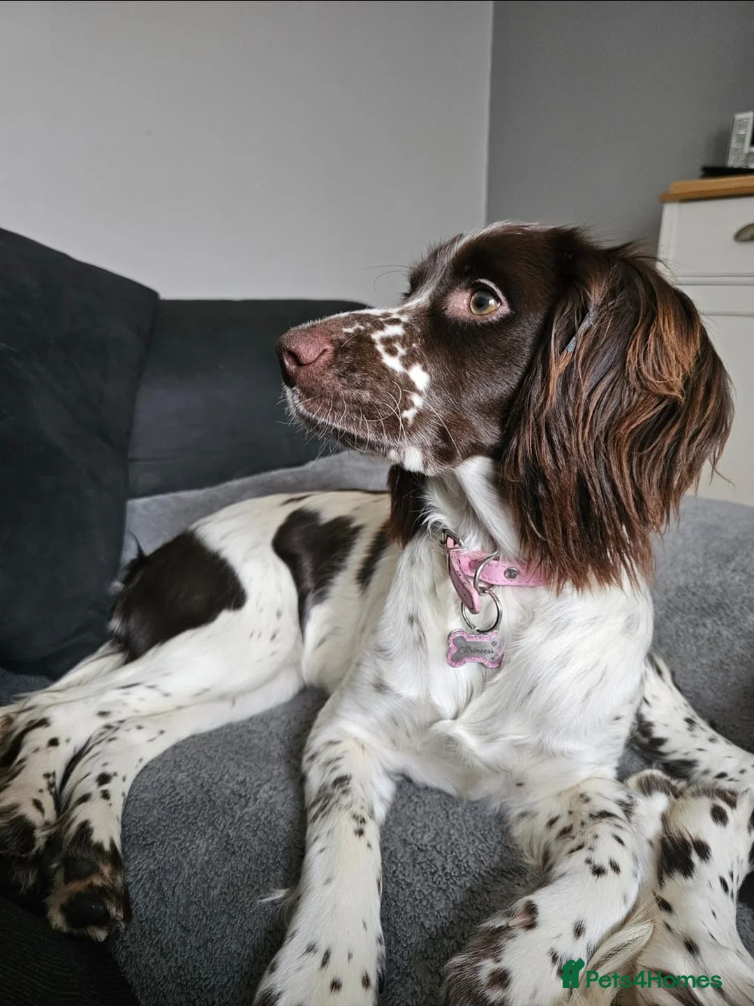 English Springer Spaniel dogs for sale: Sisters 2 years old  - Advert 2