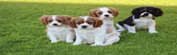 Mixed Breed dogs for sale: Playful Pugalier puppies for sale!  - Advert 22