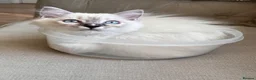 Ragdoll cats for sale: Stunning Ragdoll kittens - READY TO LEAVE NOW!! - Advert 23