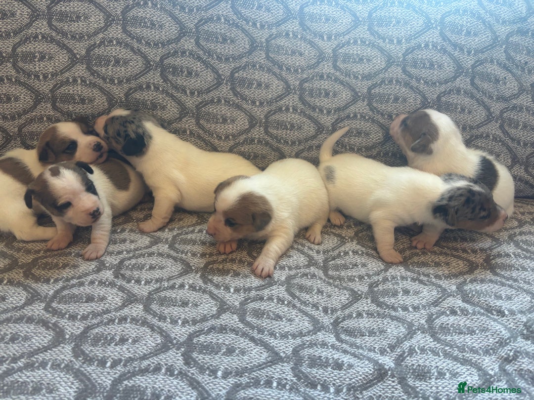 Jack Russell dogs for sale: Jack Russel pups  - Image 2