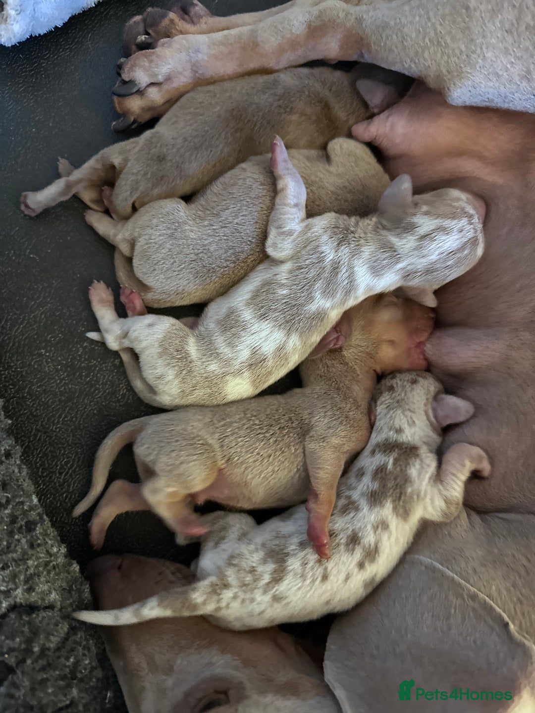 Miniature Dachshund dogs for stud: 💎🐾KC Isabella dapple stud🐾💎 - Image 4